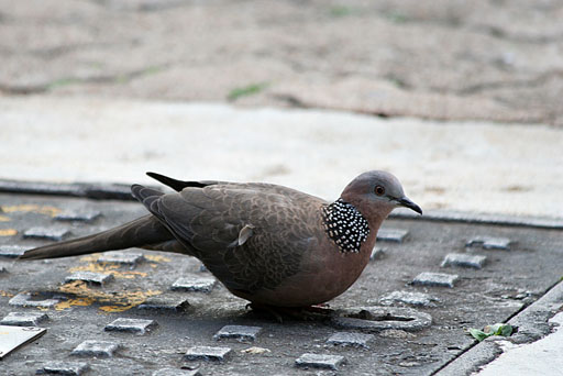 人人都說我是斑鳩