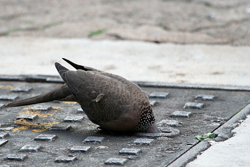 其實我是駝鳥