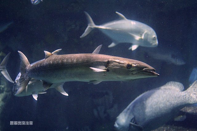 Seagate招牌&amp;quot;牙魚魚&amp;quot; (攝於香港海洋公園)